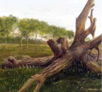 Boomstronk Noord brabant strabrechtse heide. Tekening in pastel.