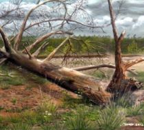 Boomstronk op de Gerwense heide. Pasteltekening.