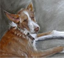 Dierportret van hond. Getekend met pastel potloden.