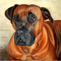 Dierportret van boerboel (zuid afrikaanse waakhond). Geschilderd met olieverf.